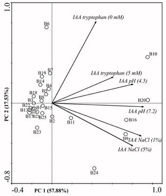 Selection and Characterization of Burkholderia spp. for Their Plant-Growth Promoting Effects and Influence on Maize Seed Germination